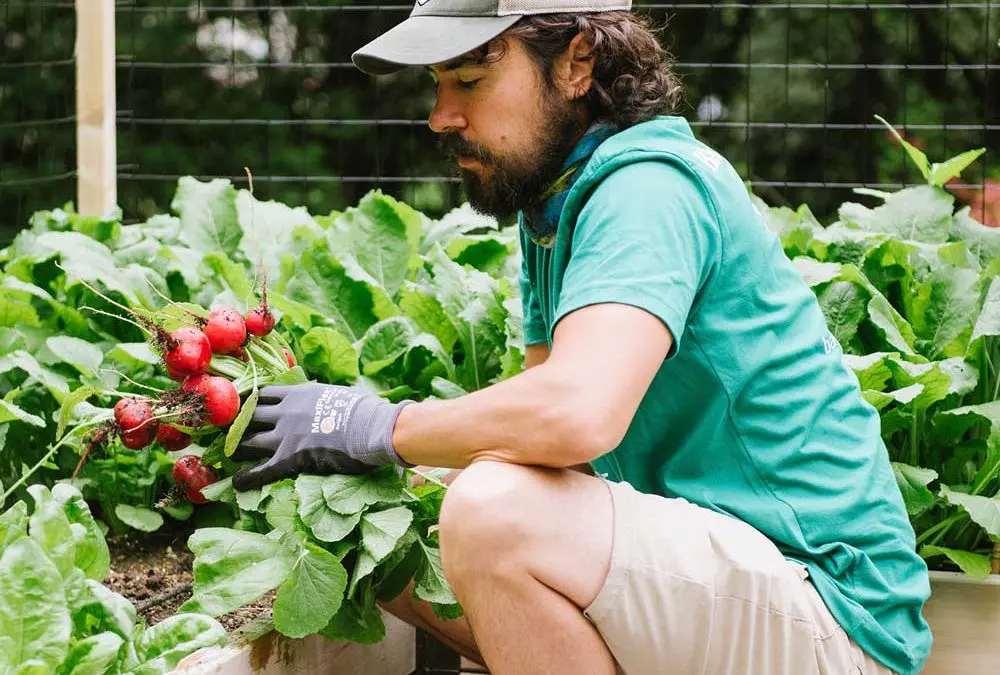 Beyond Lettuce: Fall Crops, Nutrition, and Harvest Toolkit