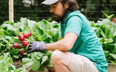 Beyond Lettuce: Fall Crops, Nutrition, and Harvest Toolkit