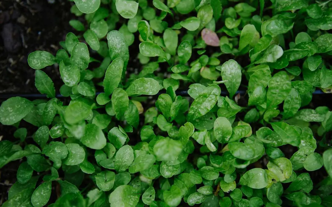 Starting a Community Garden: Raised Beds vs. In-Ground Gardens