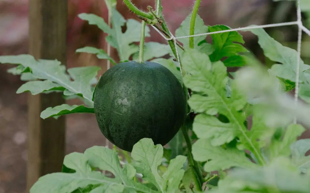 Edible Gardens: The Way To Show Your Kids Where The Food Comes From