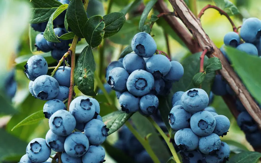 Blueberries