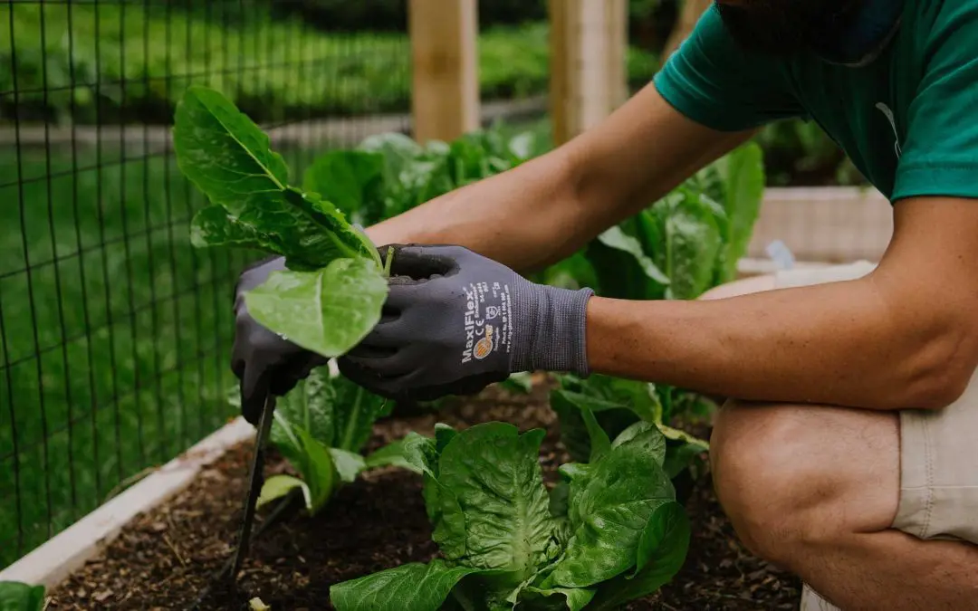 Gardening With Your Kids: A Fun and Educational Activity