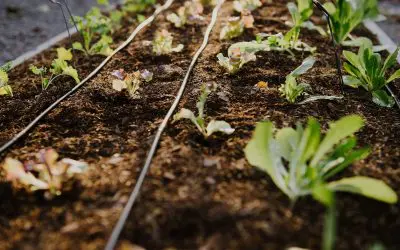 Importance of Soil For Your Raised Beds 