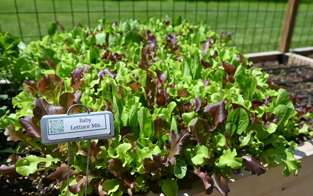 Do You Want To Have An Edible Garden?