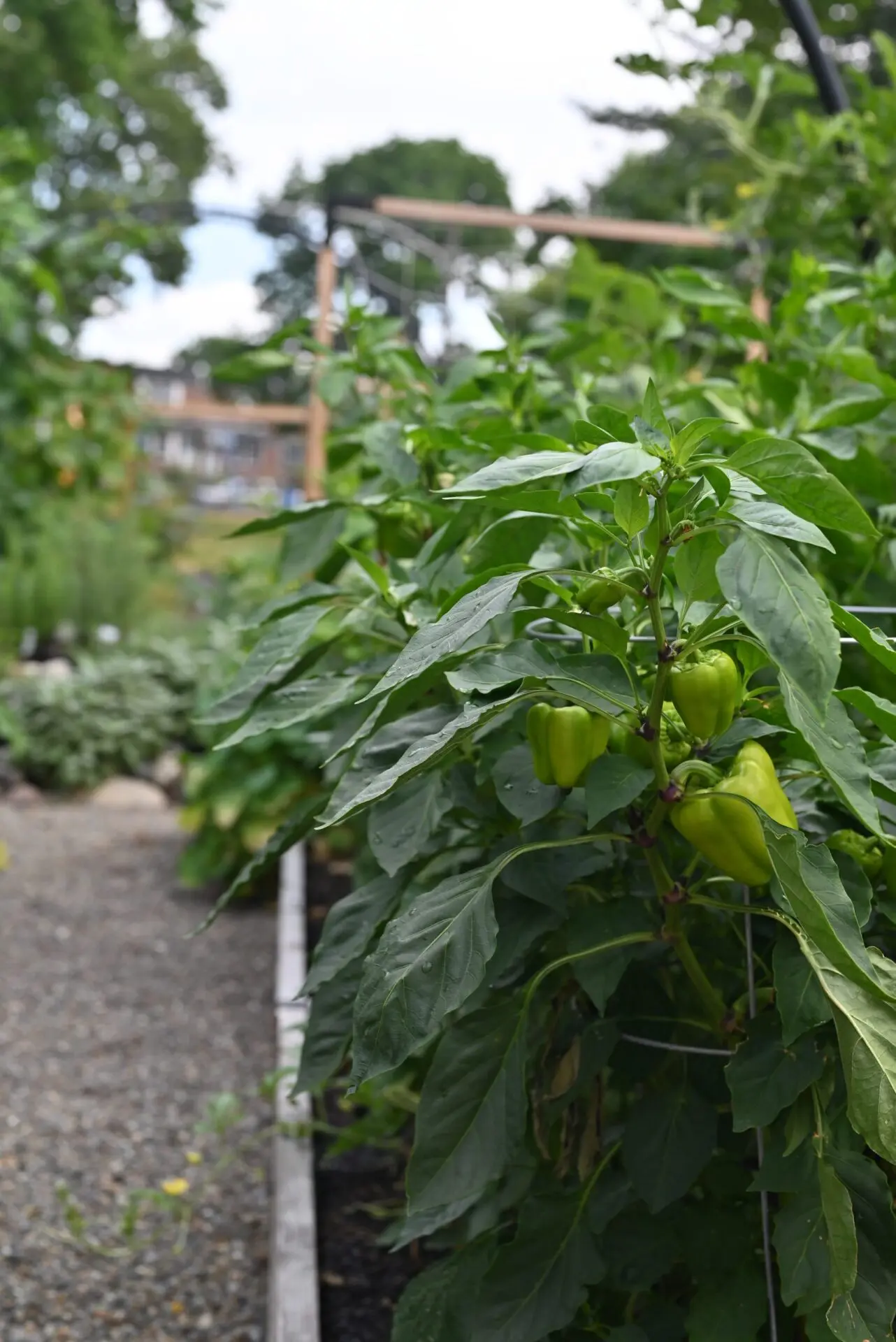 edible garden