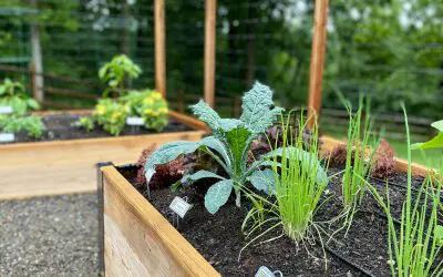 Elements For A Successful Garden