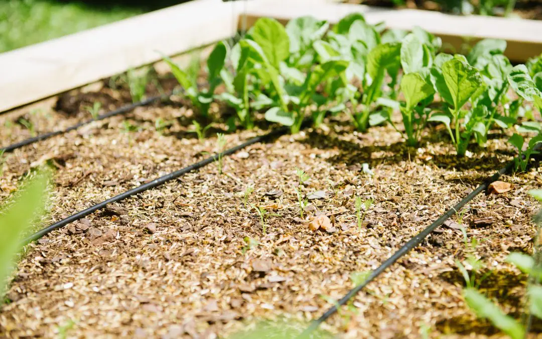 Growing Your Vegetables On Your Own