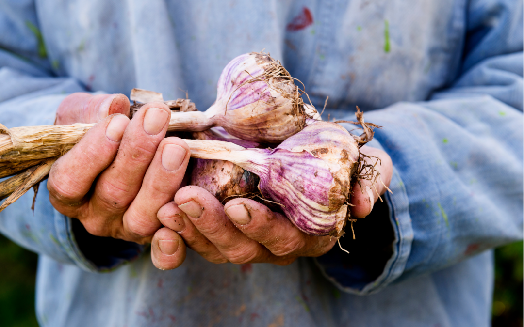 How to Plant Garlic and Shallots in Fall