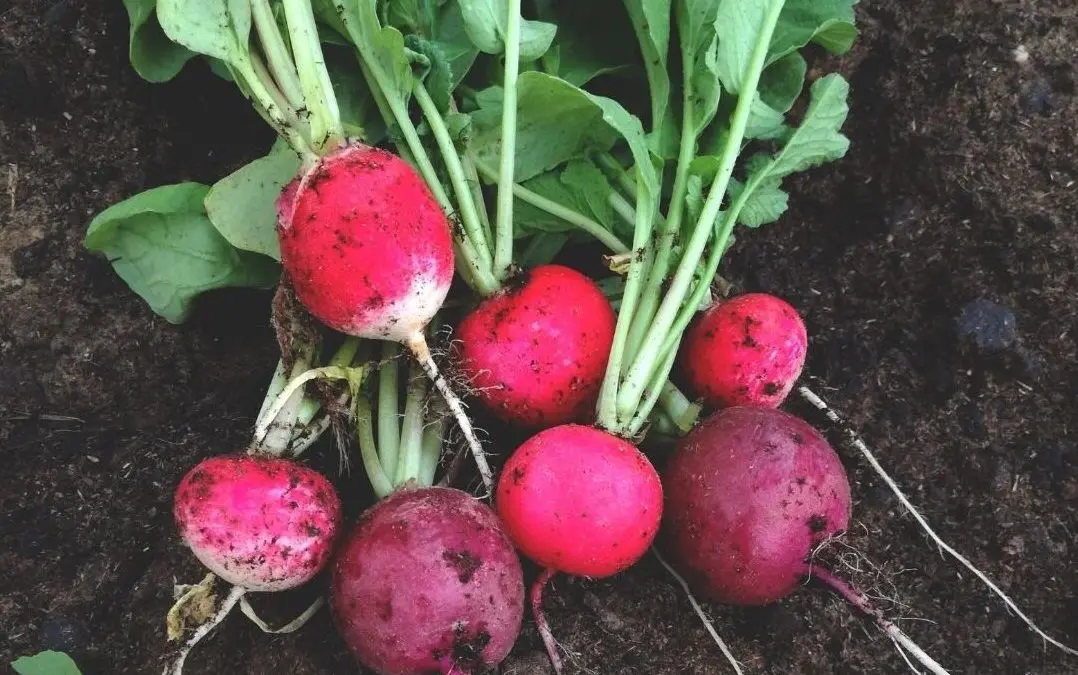 Radishes