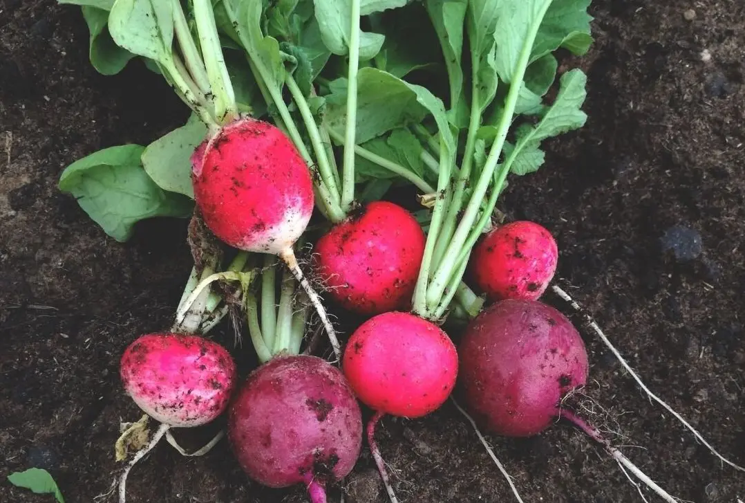 Photo of harvested bundle of radishes