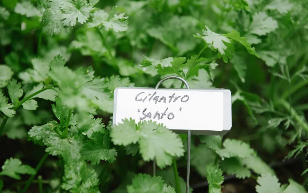 How To Freeze Cilantro