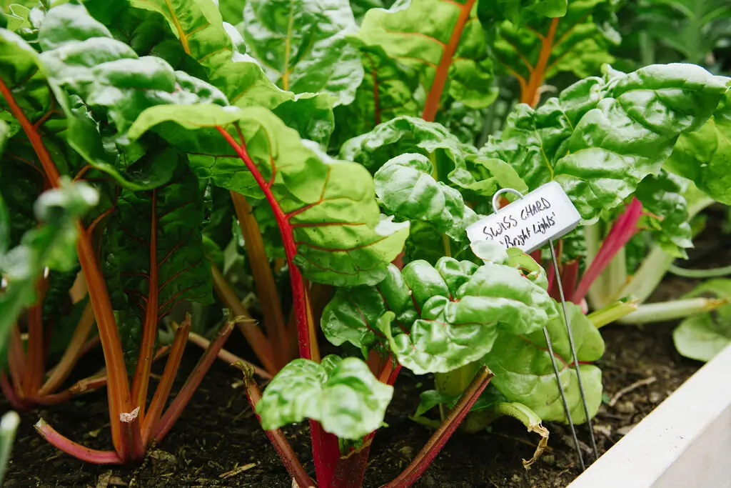 Photo of swiss chard plant with metal plant label