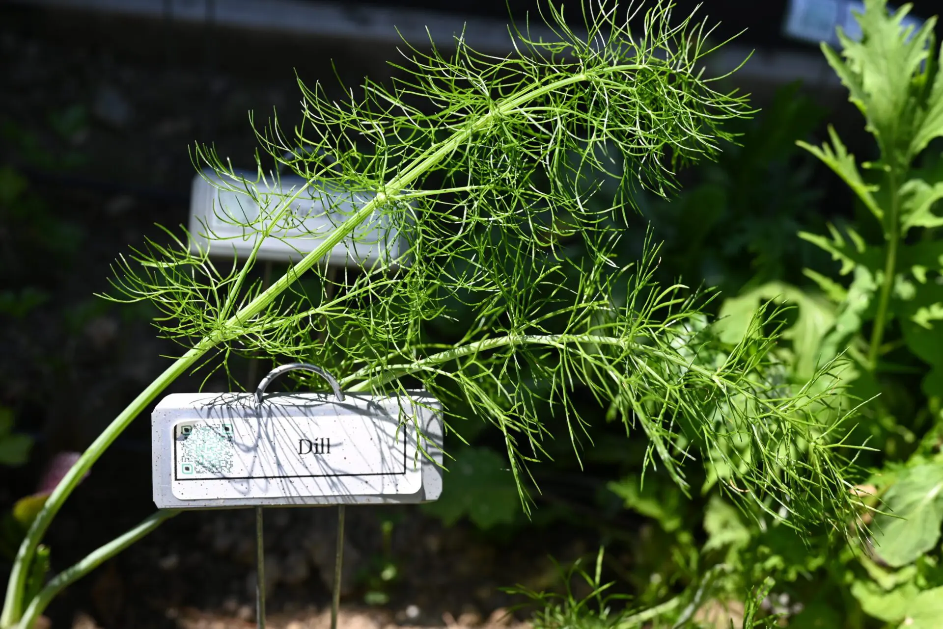 Dill fronds with plant label