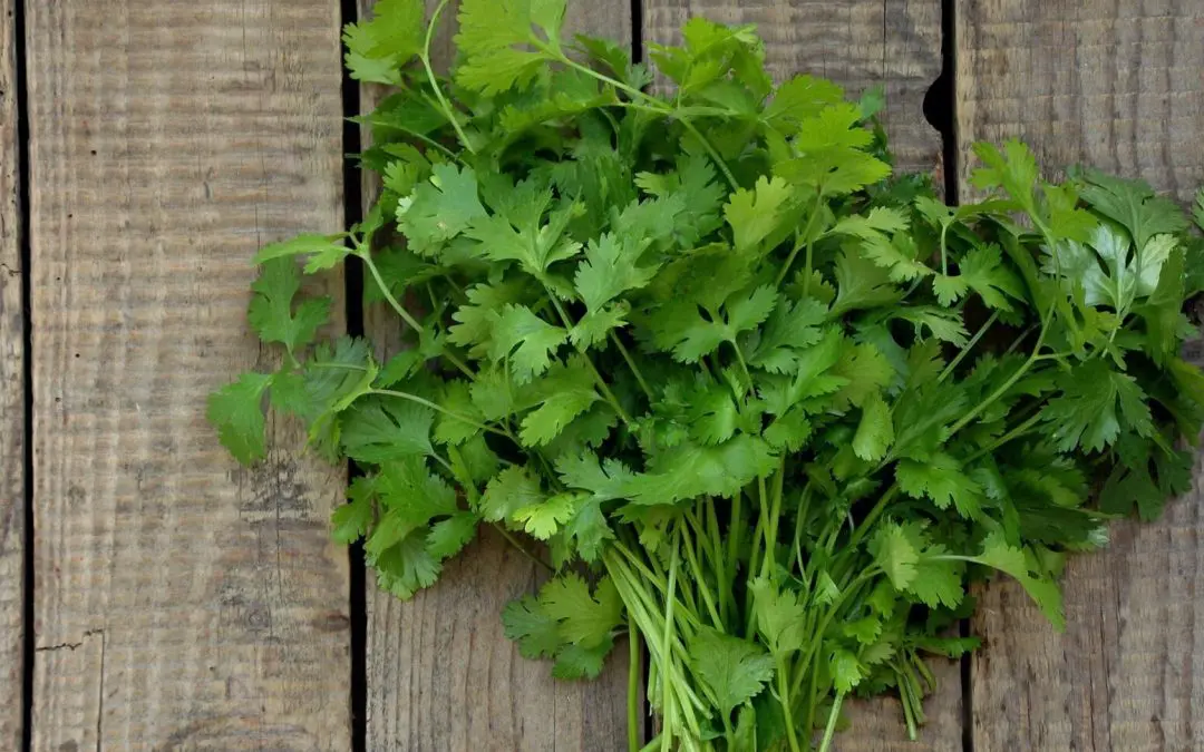 Parsley