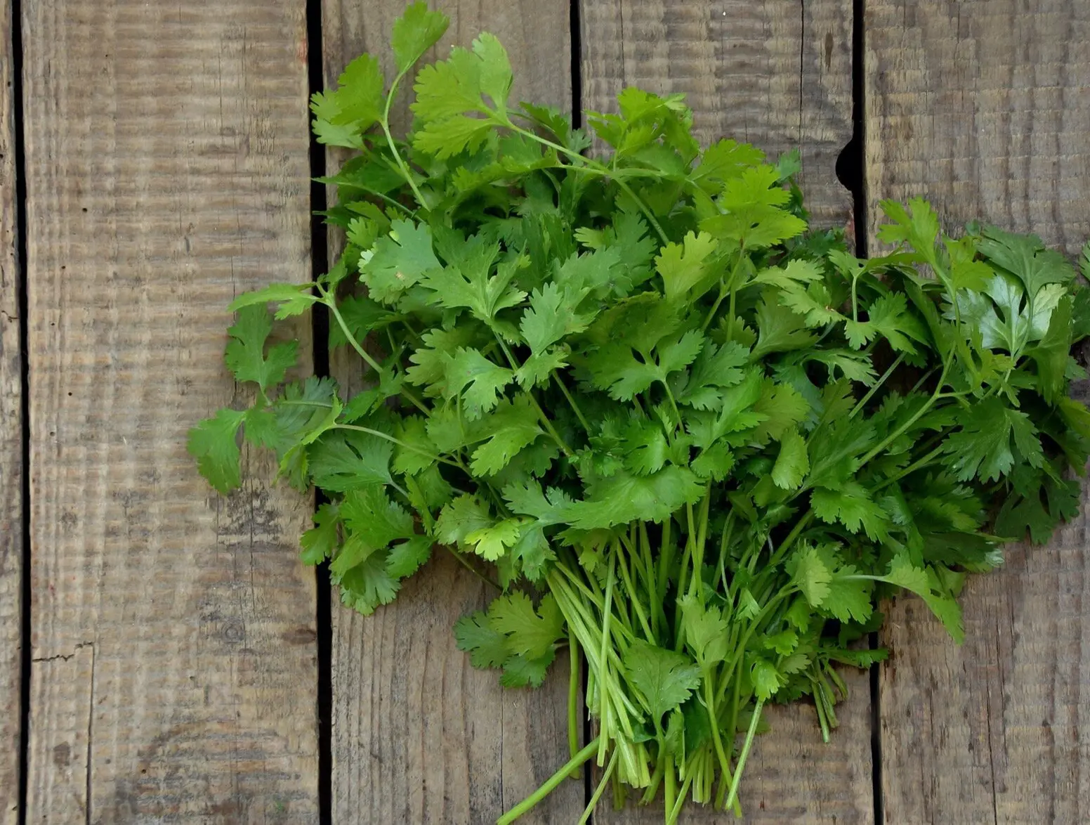 Cilantro leaves on wooden background