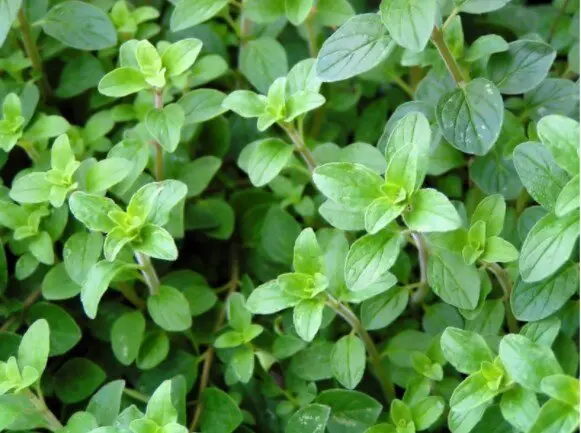 Detail photo of oregano leaves