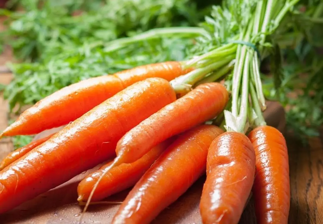 Photo of harvested bundle of carrots