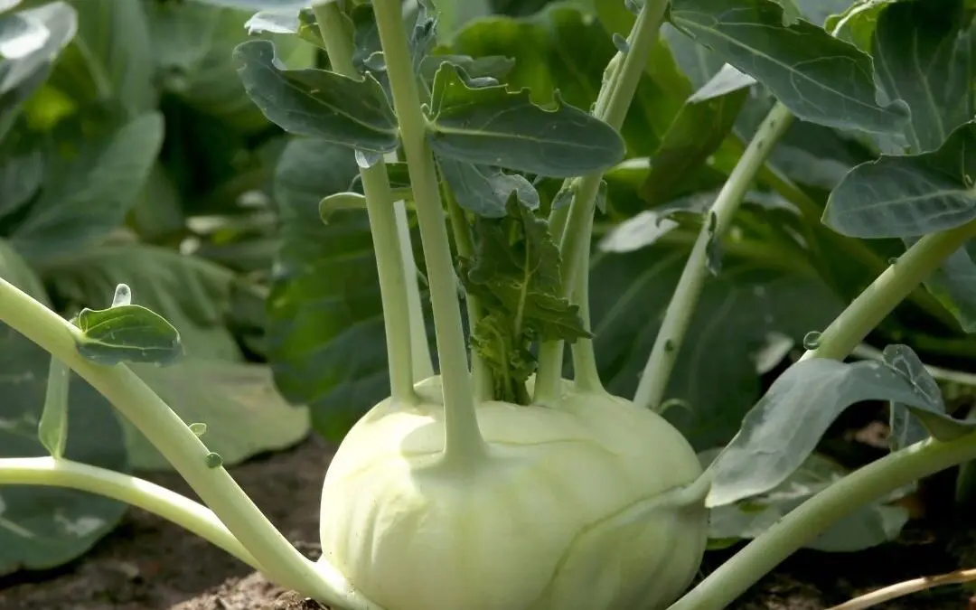 Kohlrabi