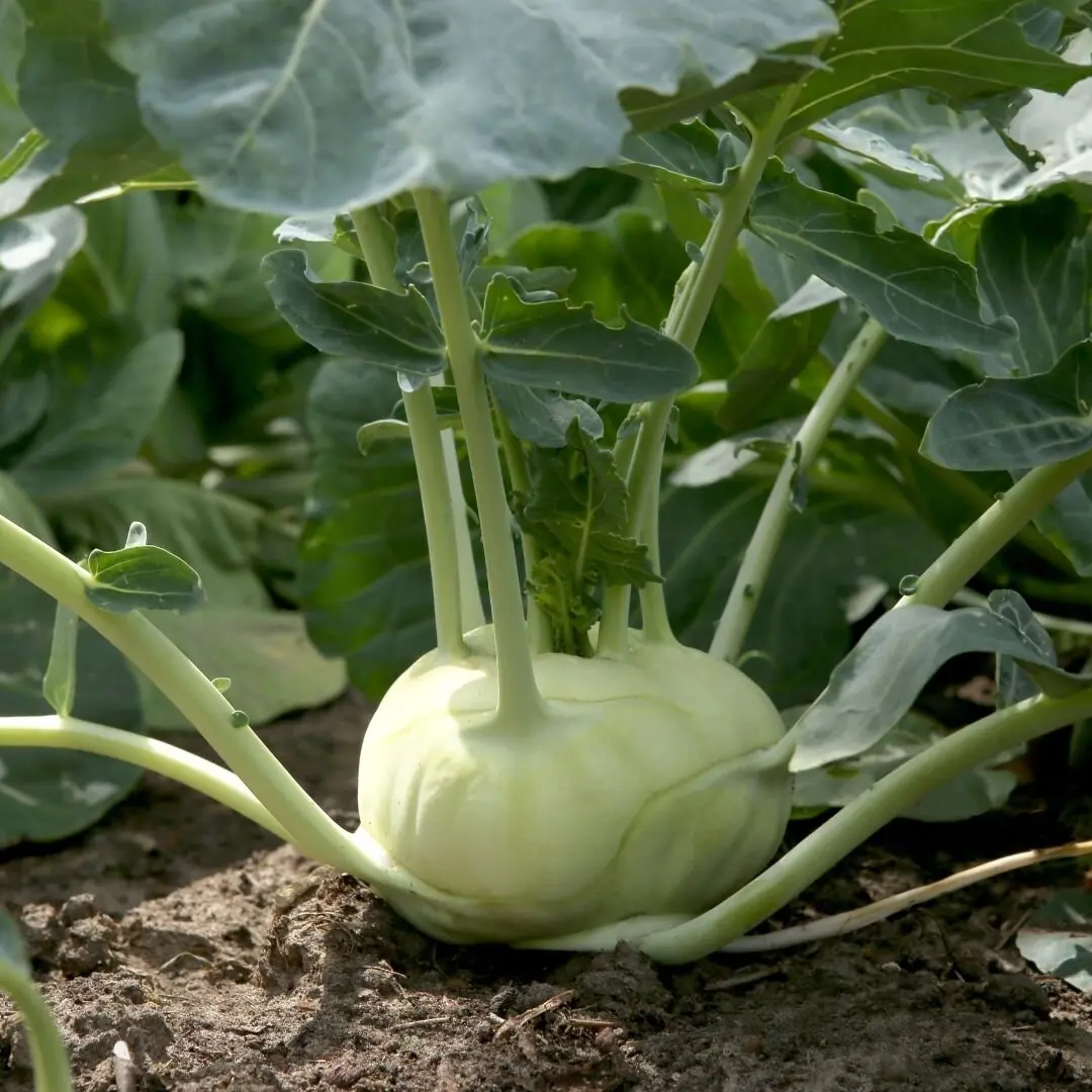 Photo of kohlrabi bulb in the ground