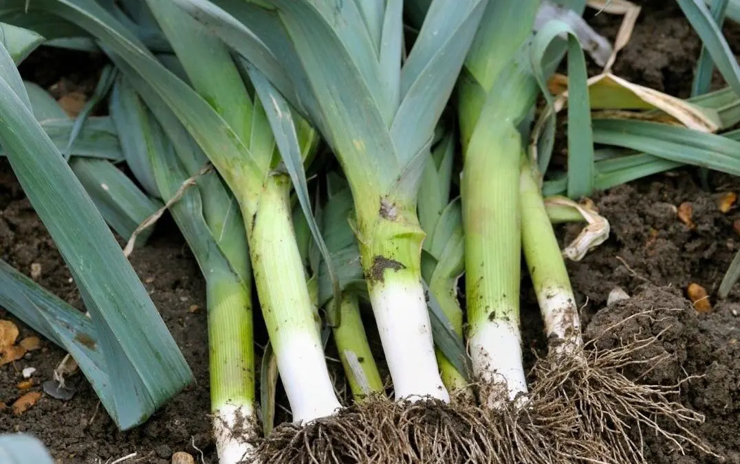 Leeks