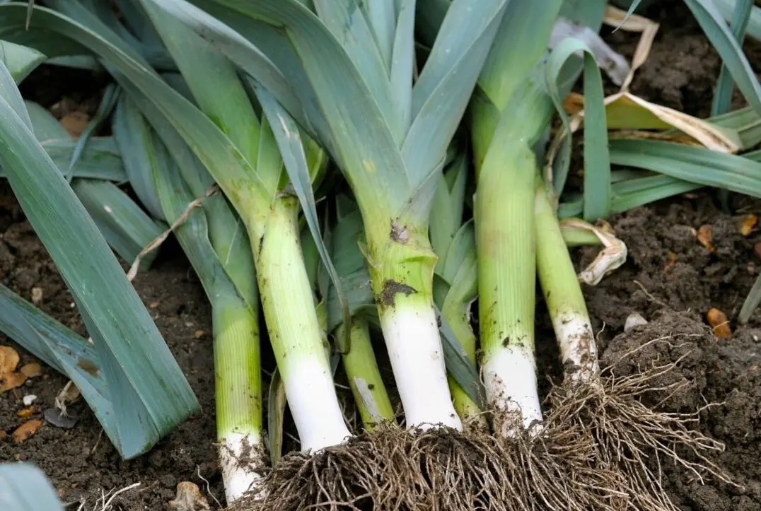 Photo of harvested bundle of leeks