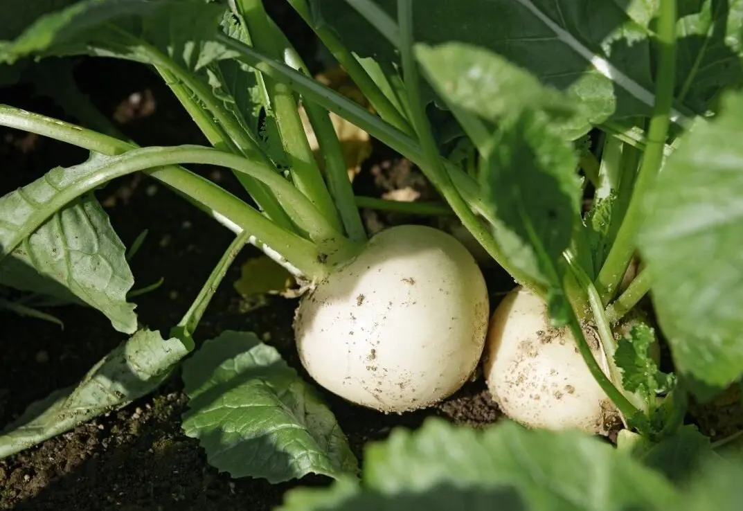 Photo of turnip bulbs in the garden