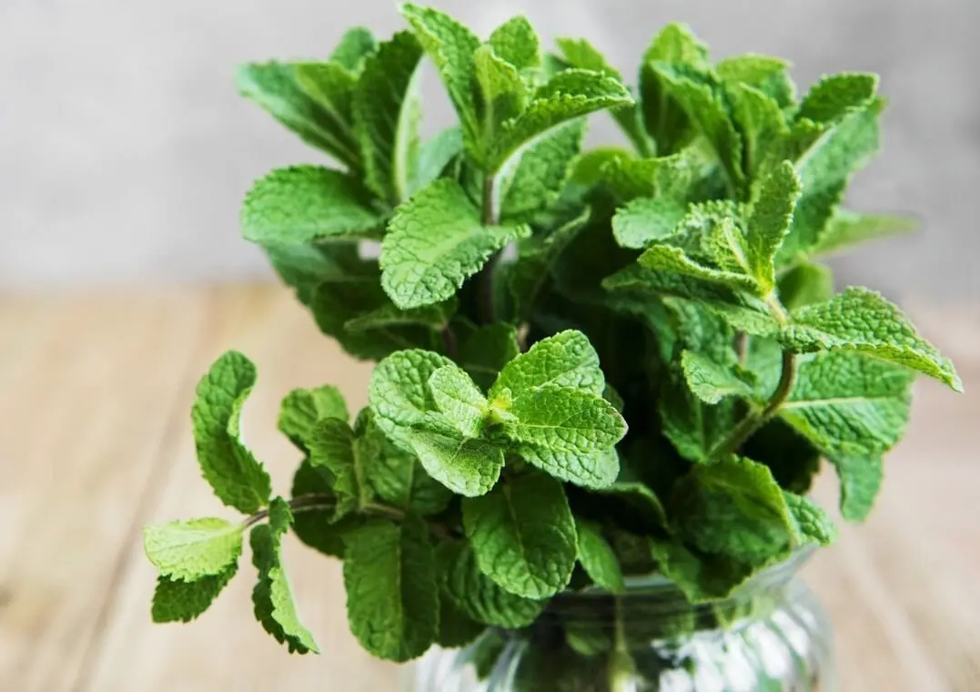 Photo of a bundle of mint leaves with a glass jar