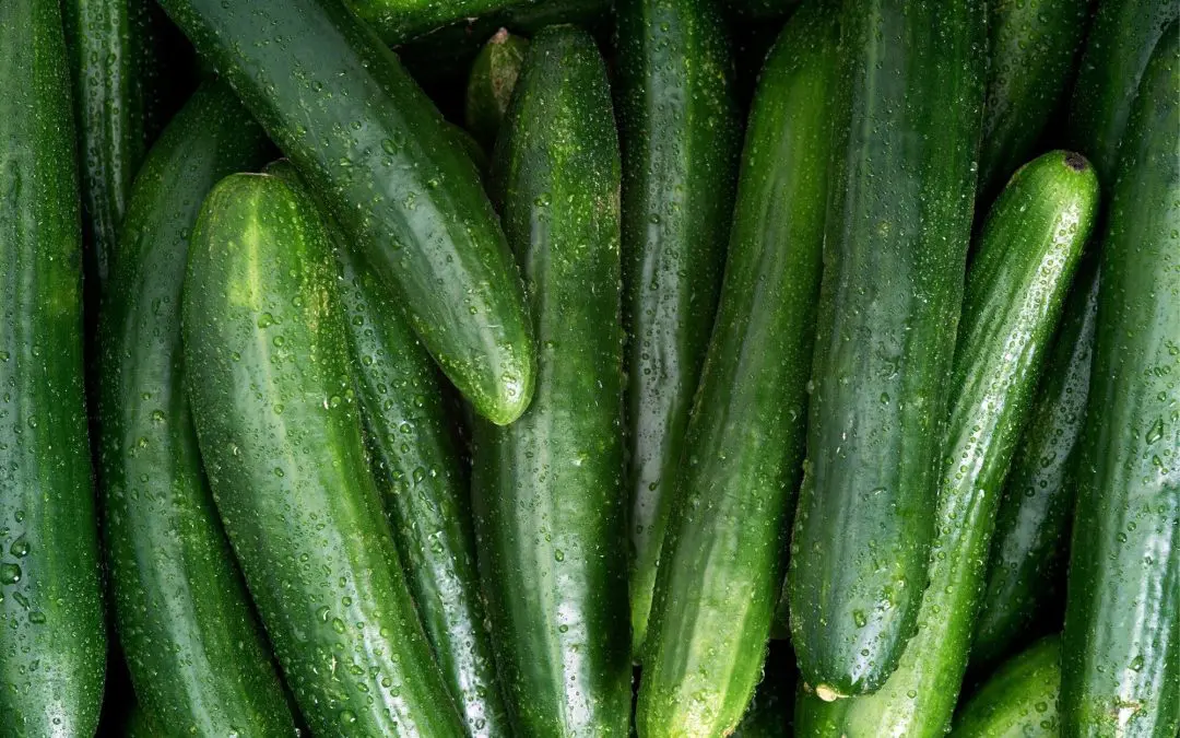 Cucumber