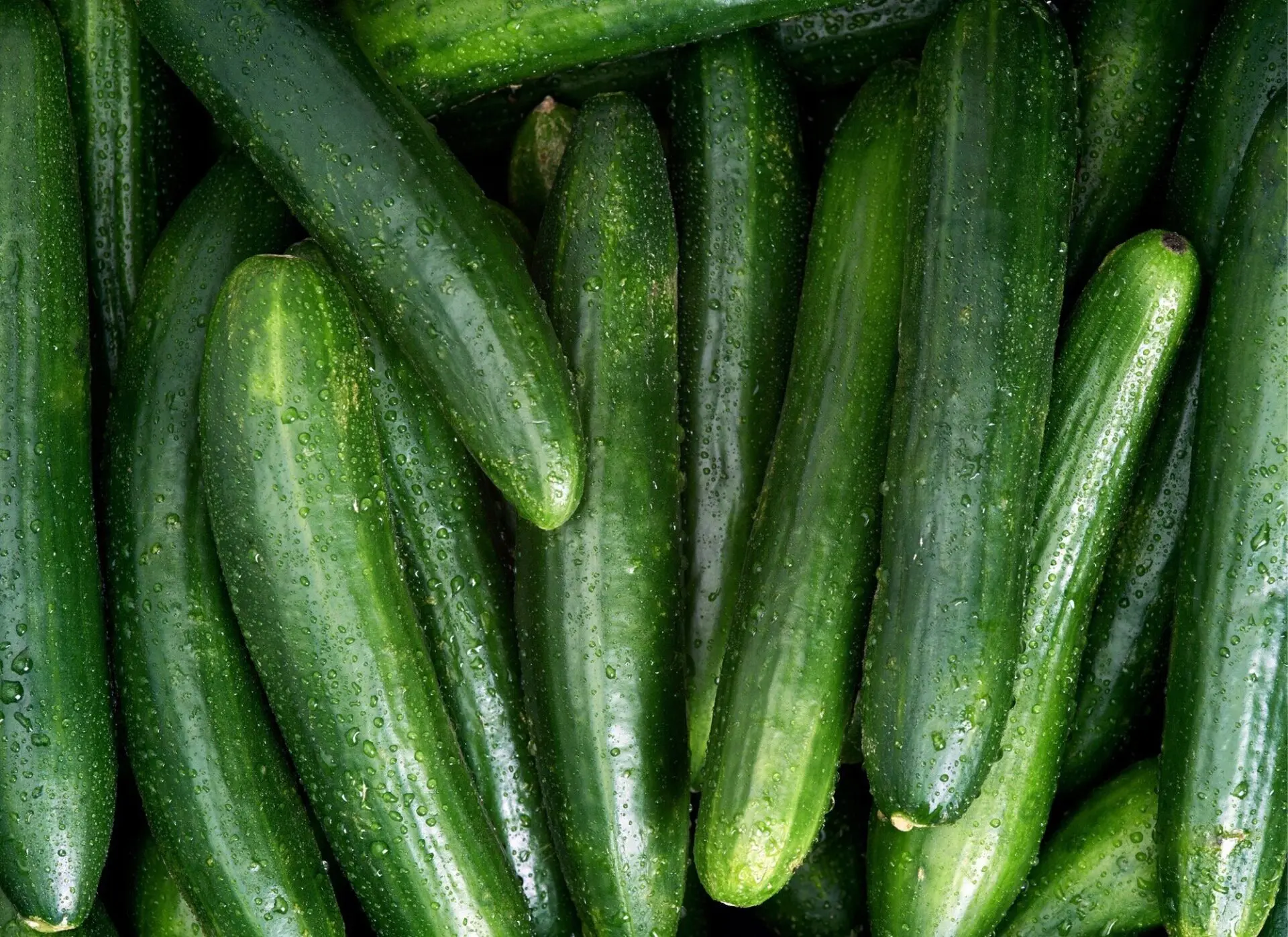 Collection of harvested cucumbers