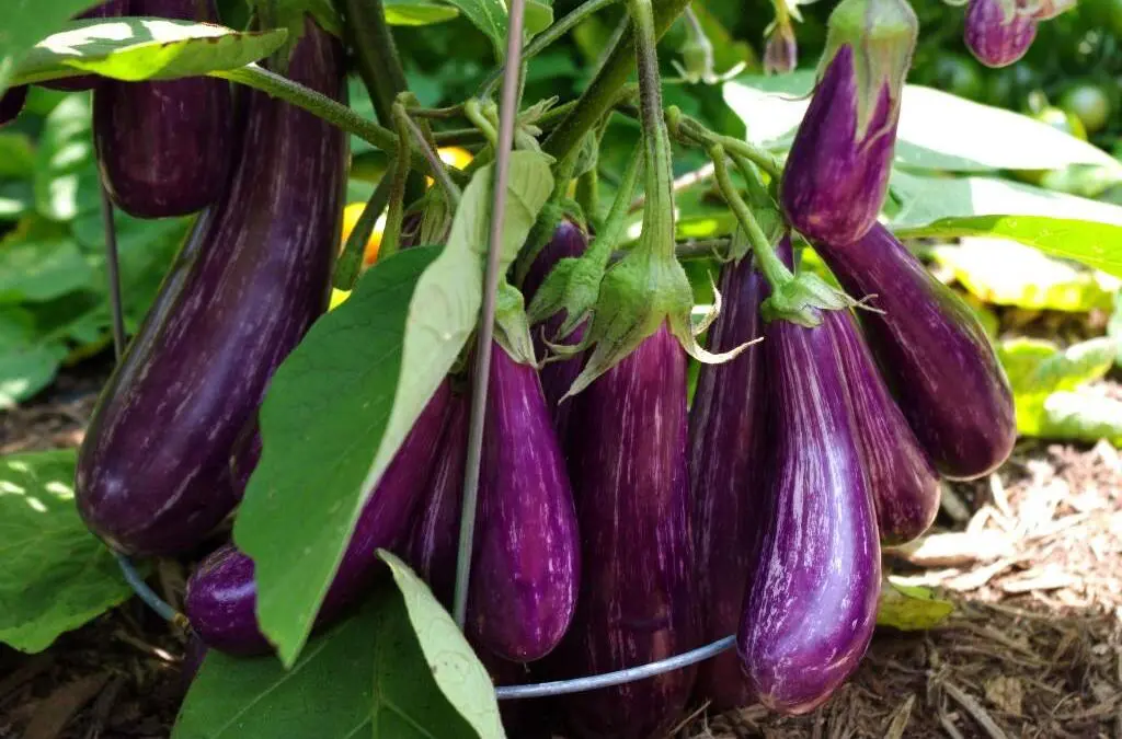 Eggplant