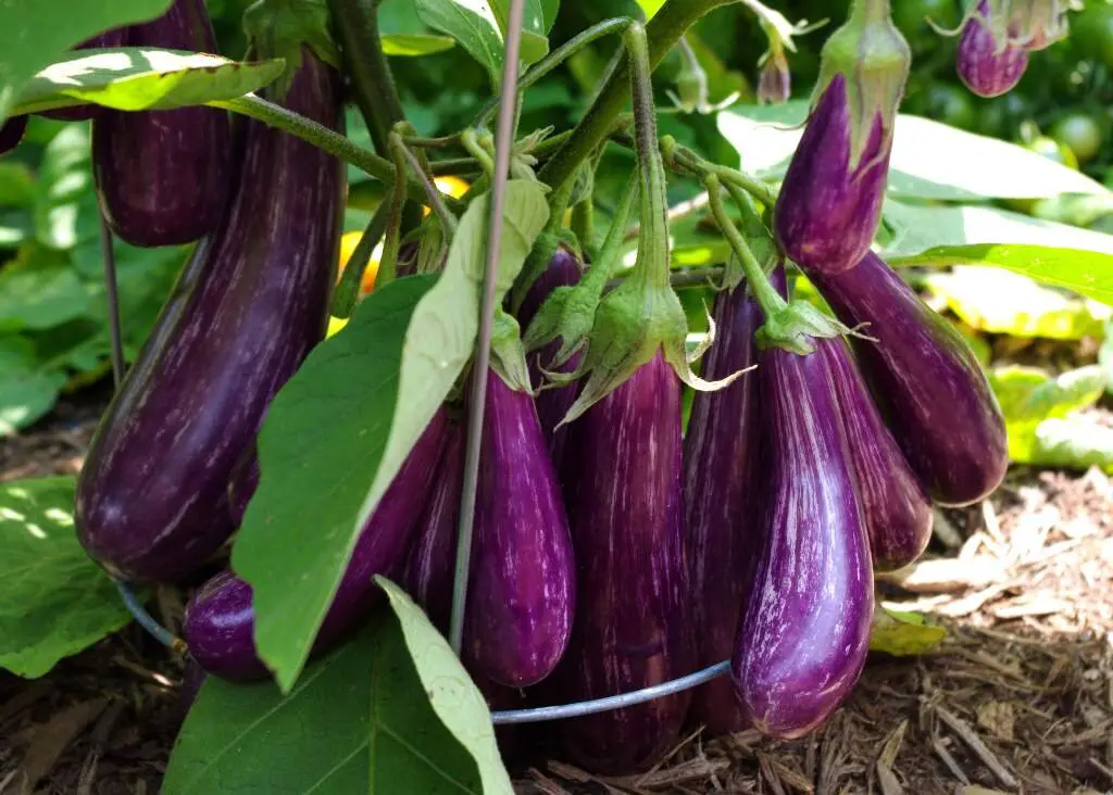 Mini purple eggplant on the vine