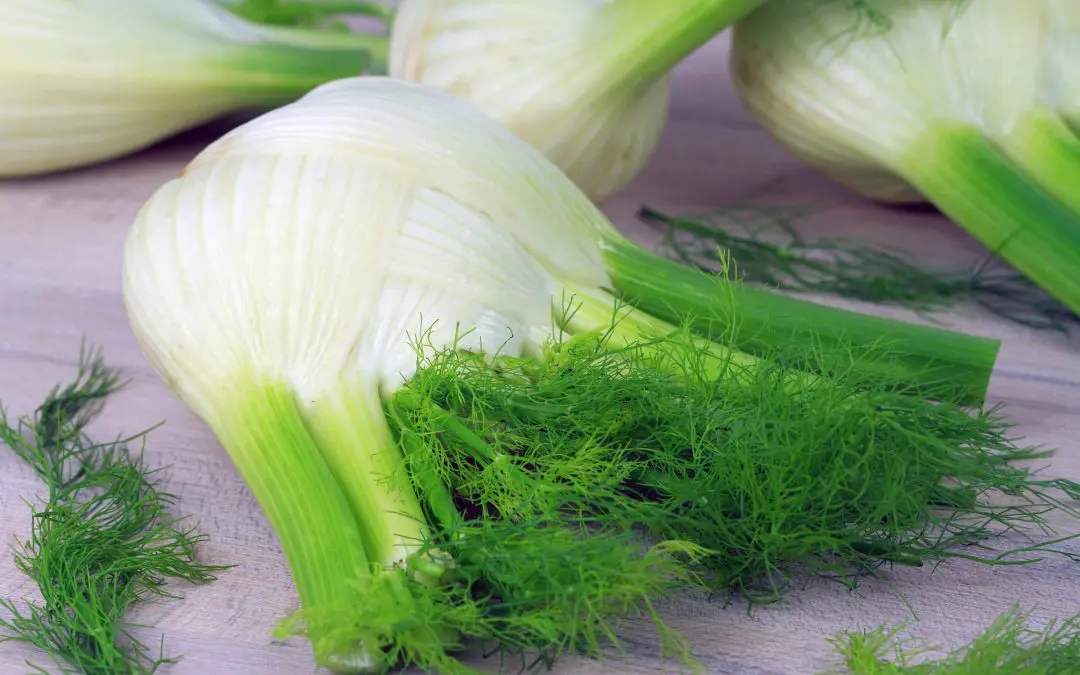 Fennel