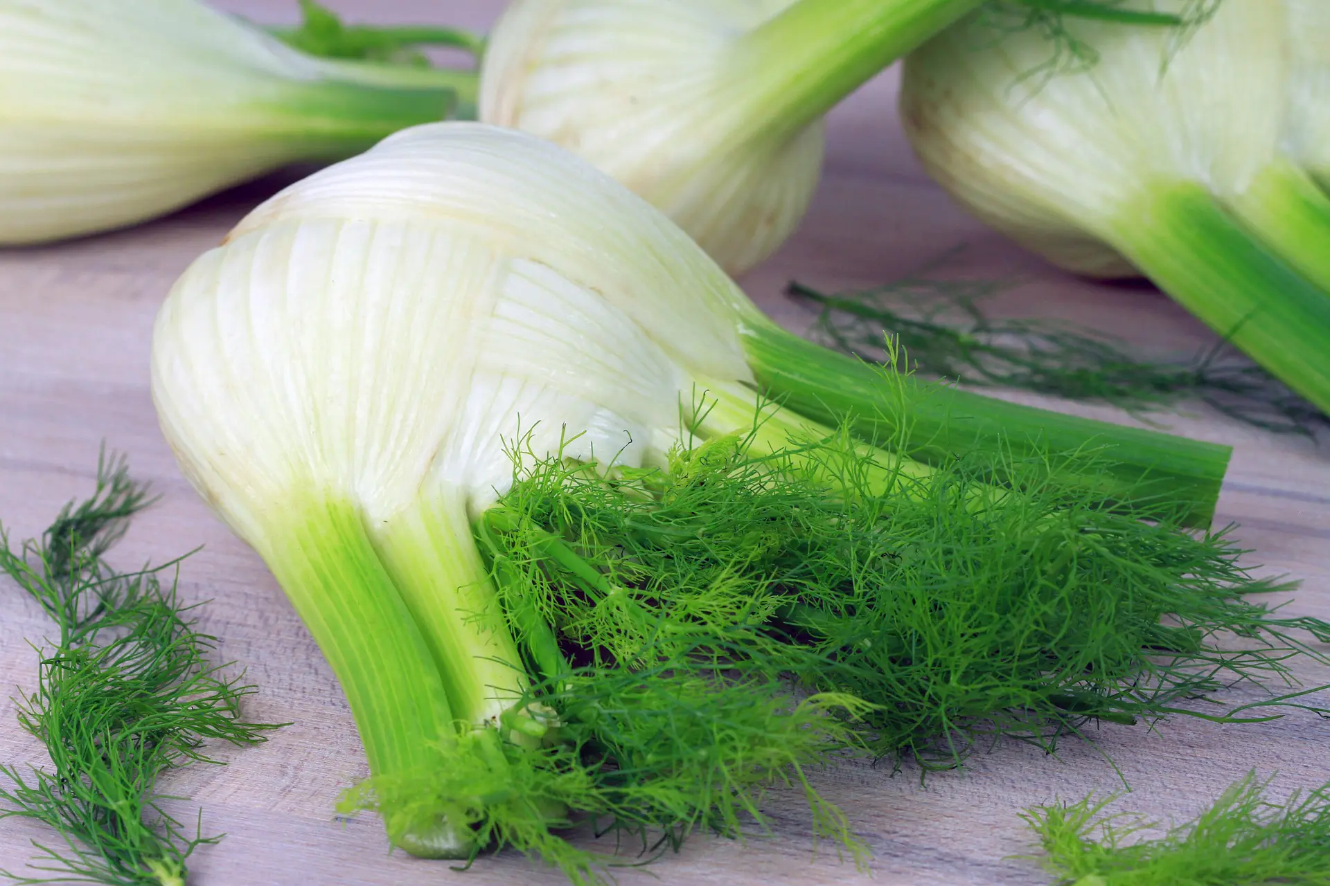 Harvested fennel bulb with fronds cut off