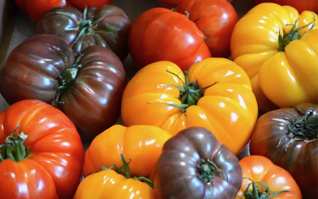 Heirloom and Beefsteak Tomatoes