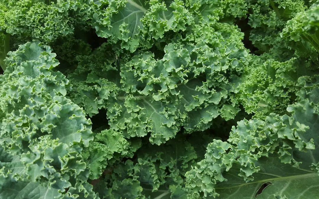 Kale