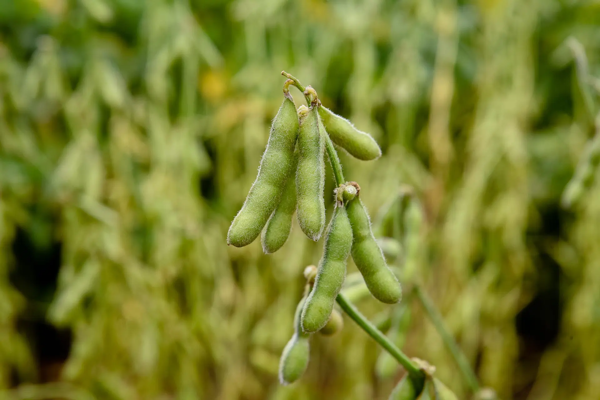 Photo of edamame plant from Fredox Carvalho from Pexels