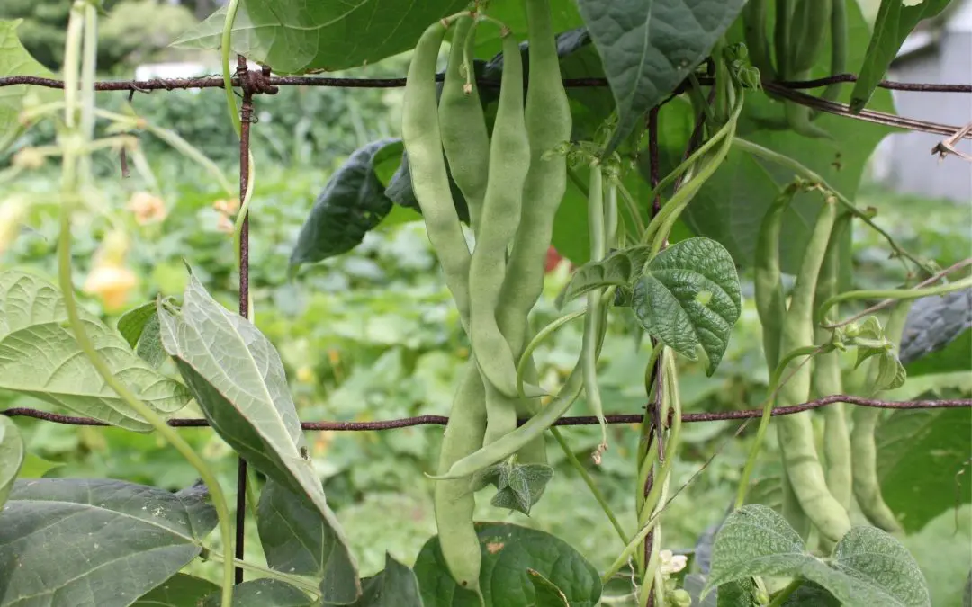 Pole Beans