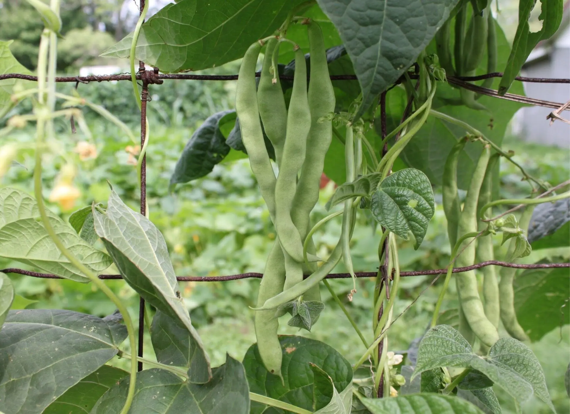 Photo of pole beans hanging on a metal trellis