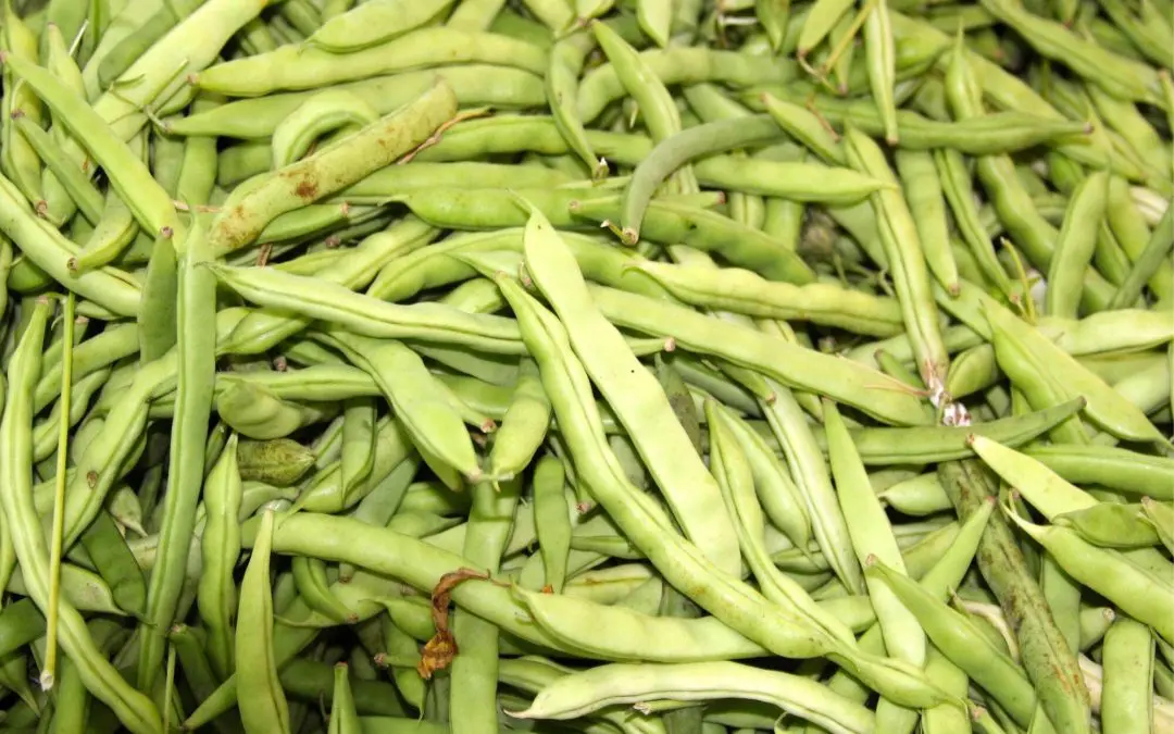 Bush Beans