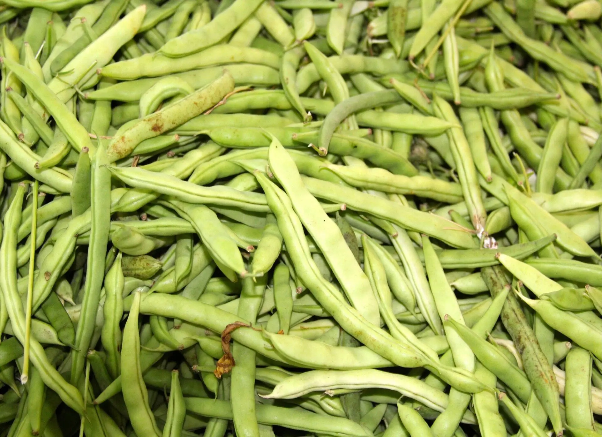 Harvested green beans