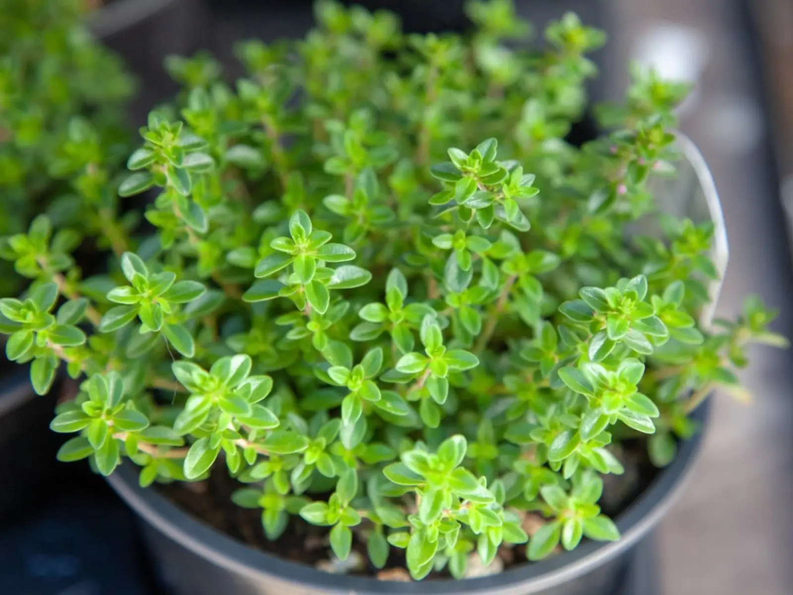 Photo of a potted thyme plant