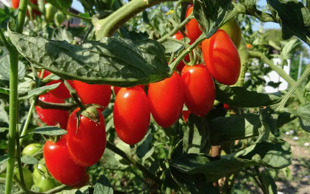 Plum and Roma Tomatoes