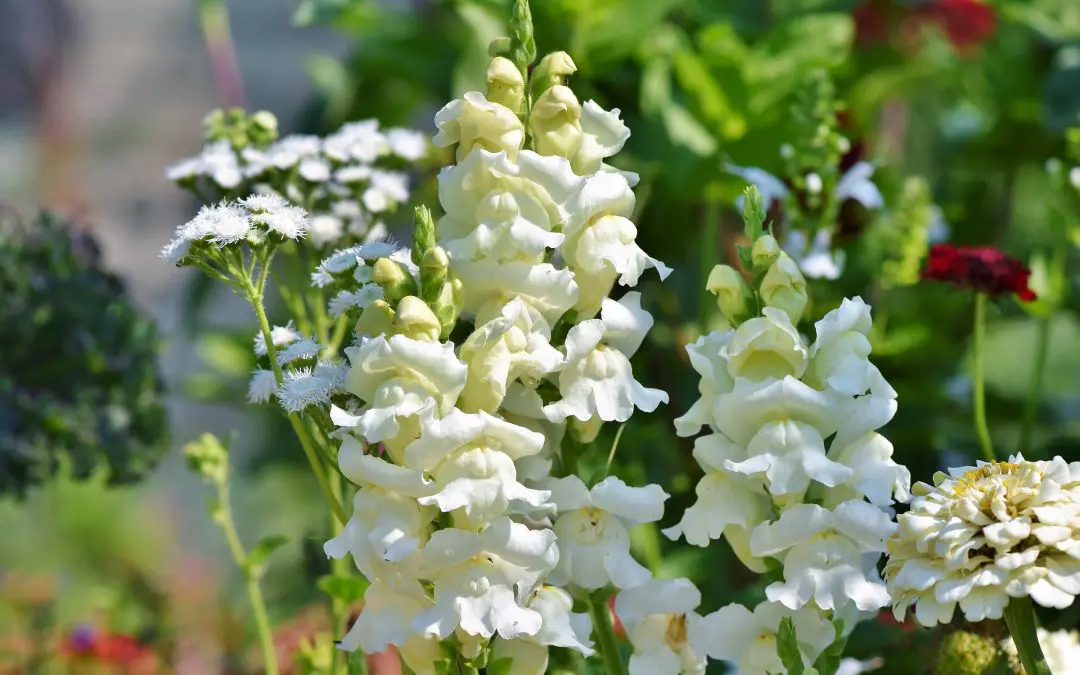 Cut Flowers