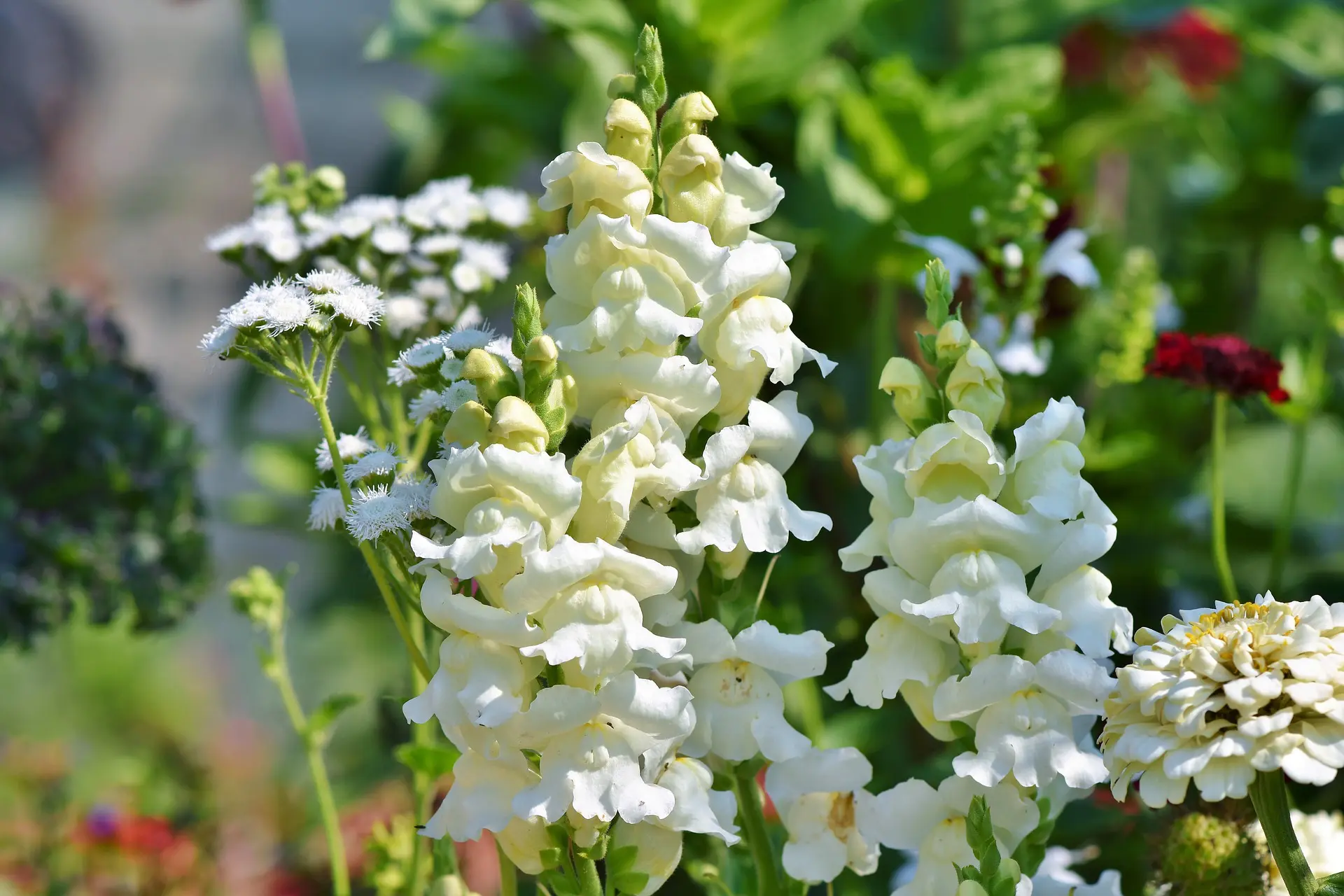 White snapdragon blooms