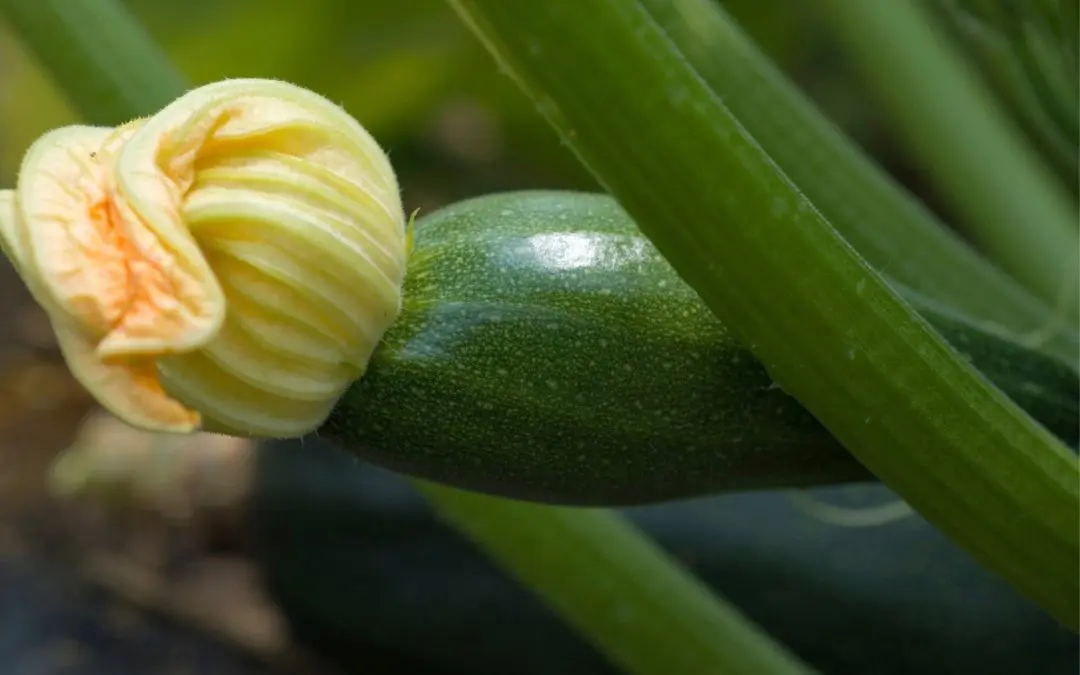 Summer Squash