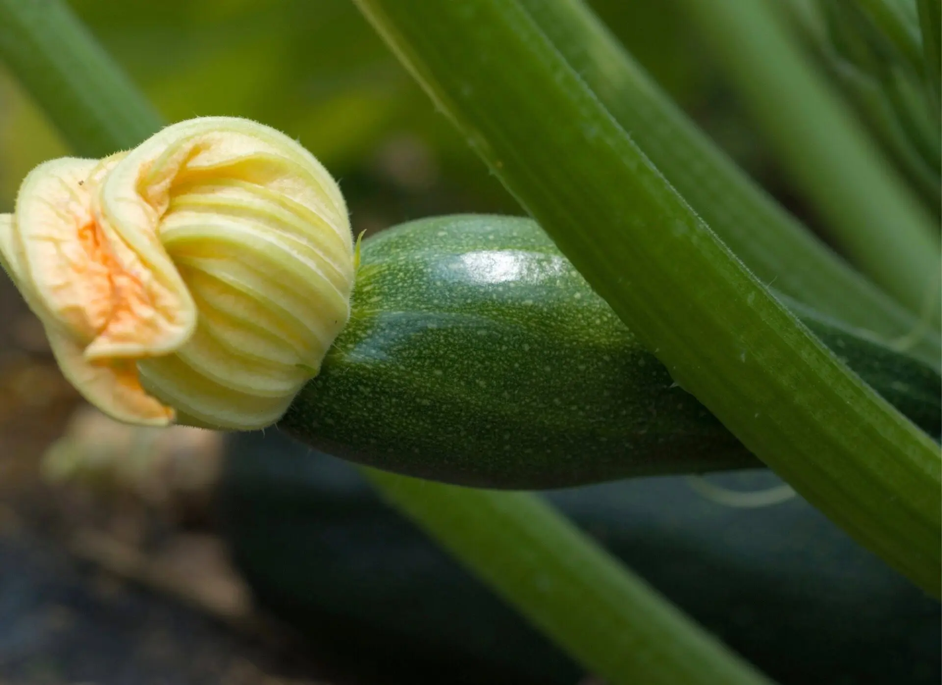 Photo of zucchini blossom at end of fruit