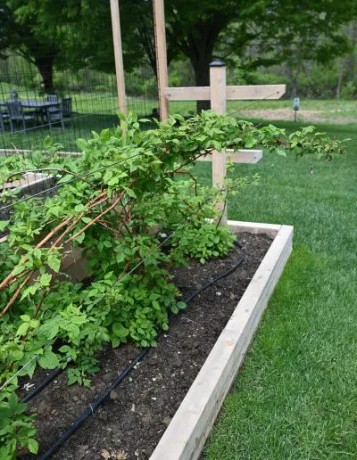 Cedar berry trellis with raspberry plants