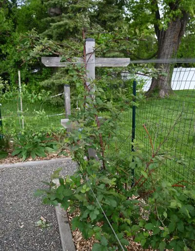 Cedar berry trellis