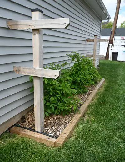 Photo of berry trellis running along the side of a garage