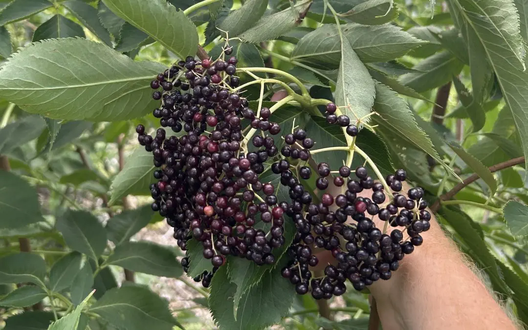 Elderberries